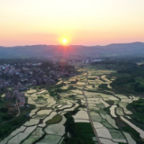 湖南新田：晚稻绿扶疏（组图）