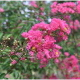 新田：紫薇花开 独占芳菲（组图）