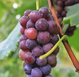 视频丨东安紫溪市镇：七色瓜果 四季飘香