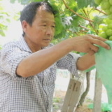 视频丨张开电：坚守葡萄品质 舜皇山下结出“致富果”