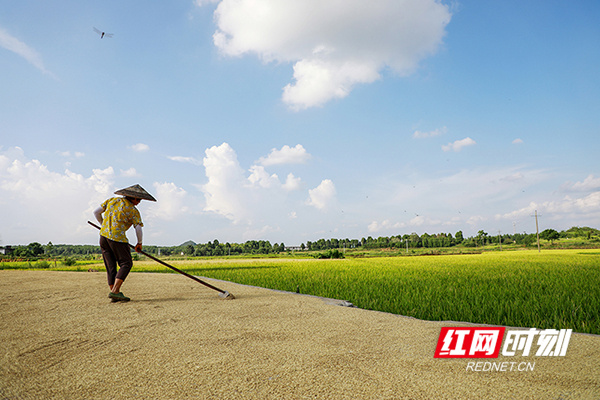 今年，新田县金盆镇骆铭孙村村民骆辉富家也用上了机械化耕种，早稻中稻种植面积达30余亩，预计可收获稻谷3万余斤。