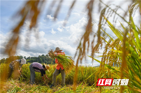农民在收获水稻。