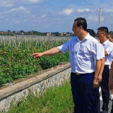 湖南省农业农村厅督导组来道县调研农业风险防控、农药减量和农业产业发展等工作