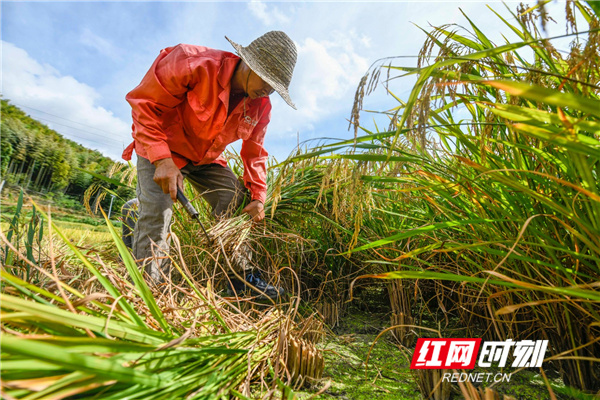 农民在收获水稻。
