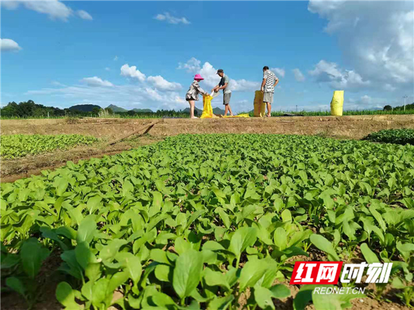 红网时刻8月30日讯​（通讯员 周凤连 黄峰）8月28日，道县东门街道双塘村，村民正在将稻谷翻晒、装袋入仓，这一幕与绿油油的田园、菜地构成一幅美丽“晒秋”图。