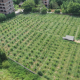 蓝山县楠市镇下洞村:香芋南瓜喜获丰收