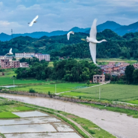 湖南蓝山：白鹭翩跹生态美（组图）