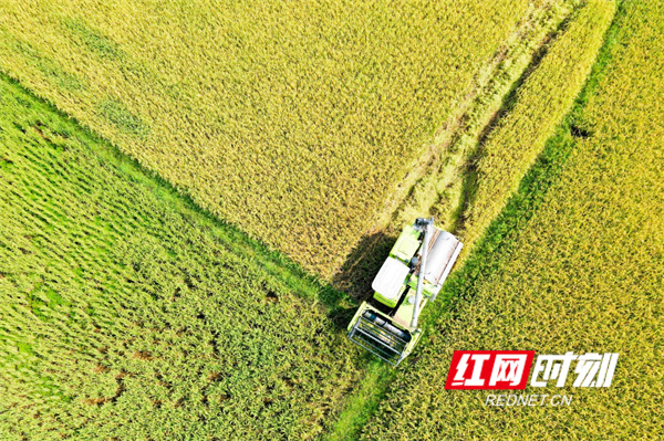 农民在收割稻谷。