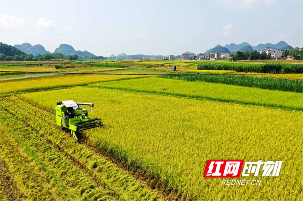 农民在收割稻谷。