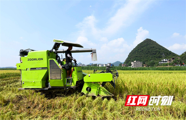 初秋时节，道县的中稻陆续成熟，当地农民抓住晴好天气抢收，确保颗粒归仓。