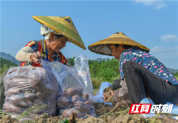 红网时刻9月13日讯（通讯员 蒋克青 刘健）9月11日，湖南省永州市道县仙子脚镇沙田村兴隆农场，农民在翻挖紫薯。