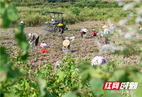 近年来，道县利用本地土地资源优势，采取“订单+农户”的发展模式，开展紫薯种植，促进农民增收。