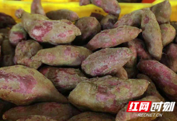 江永：“小红薯”铺就农民致富路