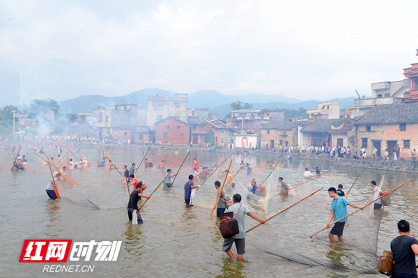 每年传统中秋佳节的前日，是江永县上江圩镇夏湾村一年一度的捕鱼节。这天一大早，全村男女老少就早早聚集在池塘边。（黄海）