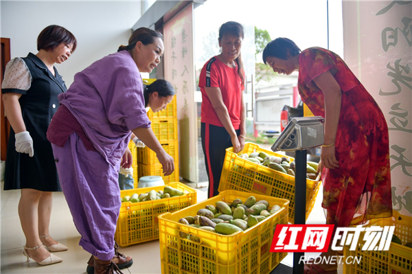 工作人员正在将采摘回来的八月瓜进行分装打包。