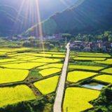 湖南新田：晚稻渐黄 田畴似锦（组图）