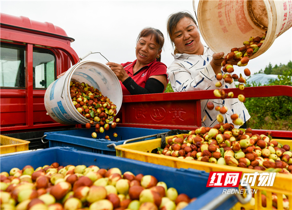 近年来，湖南省道县因地制宜，通过党建引领，引导农民种植酥脆枣、葡萄、杨梅等特色水果产业，推动“高效种植产业+旅游”融合发展，促进农民增收致富。