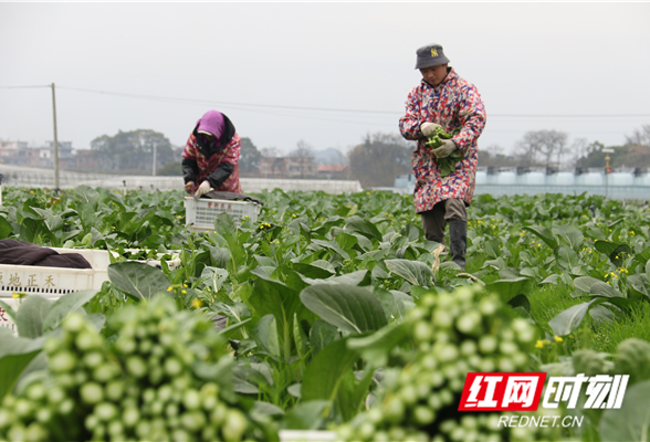 新春走基层丨道县：寒冬采收忙 保障年节市场