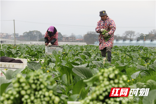 1月20日，道县清塘镇楼田村蔬菜基地，村民在采收薹菜。
