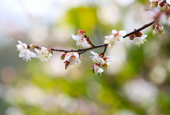 湖南新田：大瑶山樱花烂漫（组图）