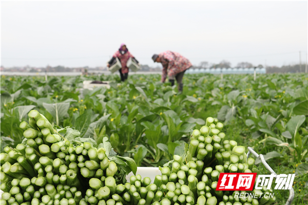 红网时刻1月21日讯（通讯员 周凤连 黄长英）1月21日，道县清塘镇楼田村、陈熊村和营江街道芒头寨村，村民在采收薹菜、荸荠。