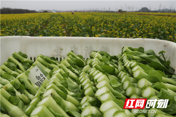 1月20日，道县清塘镇楼田村蔬菜基地，村民在采收薹菜。