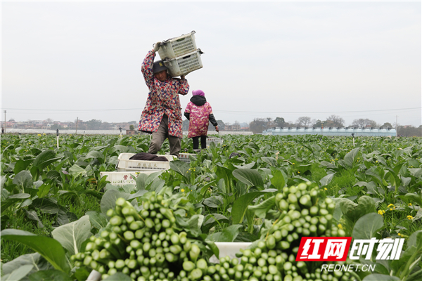 2022年春节临近，道县各地农民抢抓时节及时采收蔬菜和水果上市，供应春节农贸市场、各类大小超市，田间地头呈现一片繁忙生产景象。