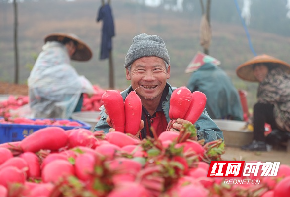 新春走基层丨湖南新田：红皮萝卜种出红火日子（组图）