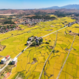 蓝山：稻花飘香乡村美（组图）