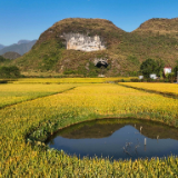 湖南道县：金色田园“丰”景好