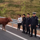 视频丨新田：“顽皮牛”闯入一级公路 交警变身“斗牛士”