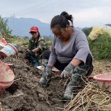 江永县源口瑶族乡七公岭村：荸荠丰收镶满地 振兴路上马蹄疾