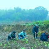 东安：抢雨移栽油菜