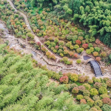 视频丨湖南蓝山：枫染峡谷如画卷