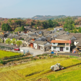 湖南新田：古村“丰”景美 晚稻收割忙（组图）