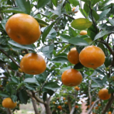 道县：硕果累累挂枝头 柑橘园里忙管护