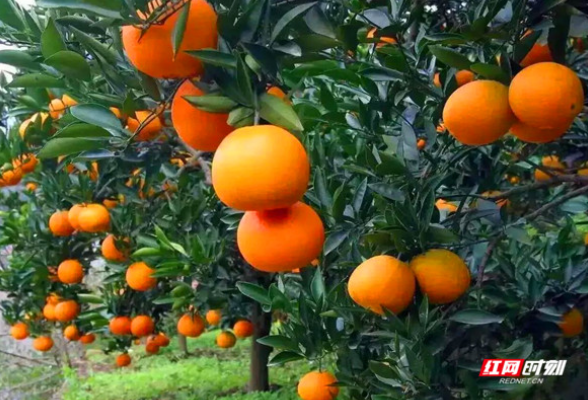 视频丨道州脐橙丰收上市 助力农户增收致富