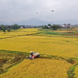 蓝山：立冬时节采收忙（组图）