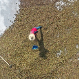 湖南新田：茶籽晒出丰收年（组图）