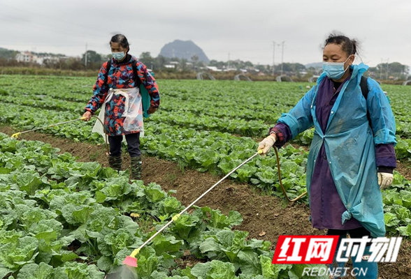 江永：加强蔬菜基地防寒防冻 确保“菜篮子”稳定供应