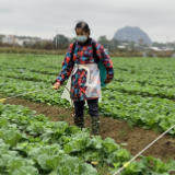 江永：加强蔬菜基地防寒防冻 确保“菜篮子”稳定供应