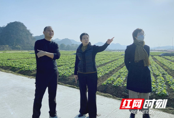 江永：做大“菜篮子”充实农民“钱袋子”