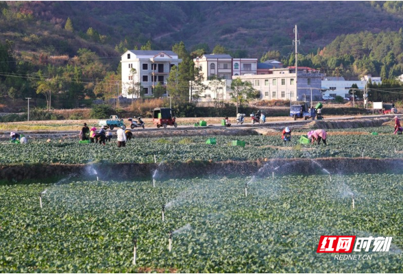 新田富硒蔬菜出口额同比增长222% 1至11月全县蔬菜出口28.9亿元