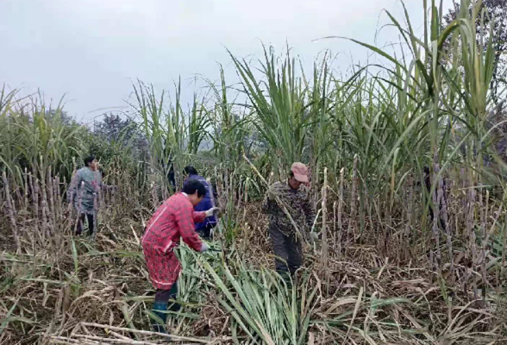 祁阳：古法压榨 红糖飘香