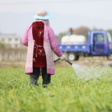 湖南道县：冬至时节农事忙（组图）