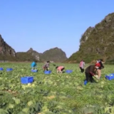 丰盈粤港澳大湾区“菜篮子” 湖南江永形成高效益蔬菜产业链