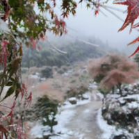 蓝山湘江大峡谷：峡谷披雪衣 冰“枫”美如画