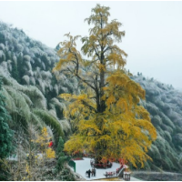 湖南新田：千年银杏迎雪俏寒冬（组图）