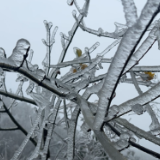 道县：瑶乡银装素裹 雾凇雪景引客来