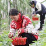 湖南道县：大棚特色水果 助力乡村振兴（组图）